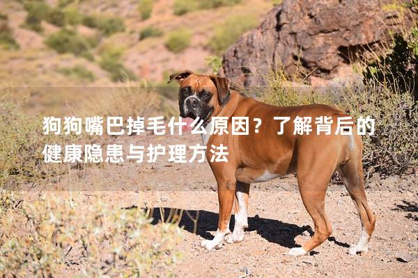 狗狗嘴巴掉毛什么原因？了解背后的健康隱患與護理方法