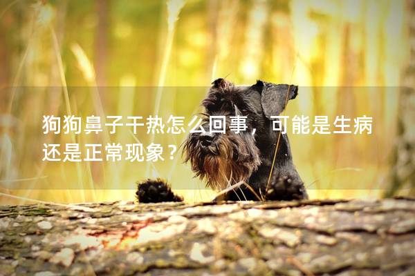 狗狗鼻子干熱怎么回事，可能是生病還是正常現象？