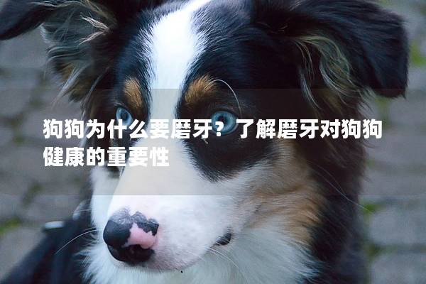 狗狗為什么要磨牙？了解磨牙對(duì)狗狗健康的重要性
