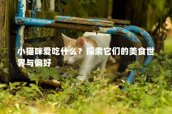 小貓咪愛吃什么？探索它們的美食世界與偏好