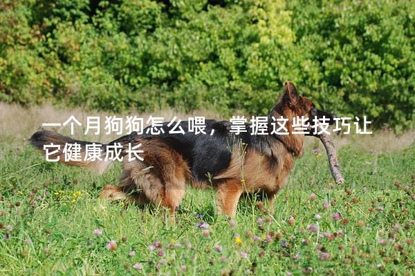 一個(gè)月狗狗怎么喂，掌握這些技巧讓它健康成長