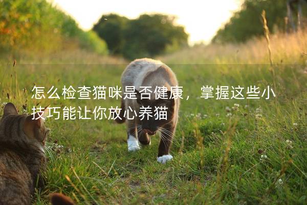 怎么檢查貓咪是否健康，掌握這些小技巧能讓你放心養貓