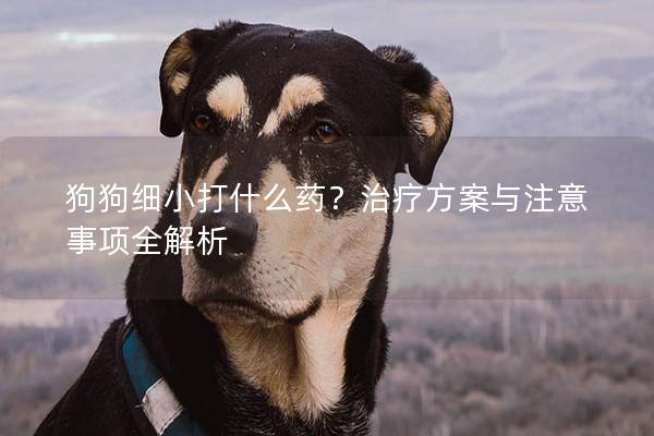 狗狗細(xì)小打什么藥？治療方案與注意事項(xiàng)全解析