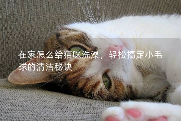 在家怎么給貓咪洗澡，輕松搞定小毛球的清潔秘訣