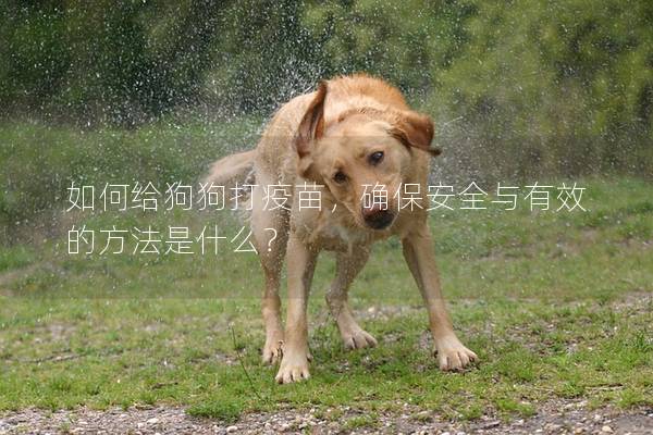 如何給狗狗打疫苗,確保安全與有效的方法是什么? 如何給狗狗打疫苗,確保安全與有效的方法是什么?