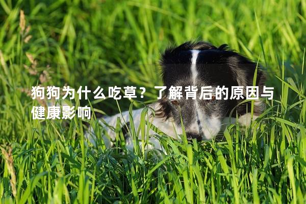 狗狗為什么吃草？了解背后的原因與健康影響