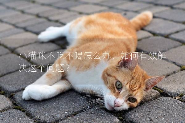小貓咪不吃不喝怎么辦，如何有效解決這個(gè)問(wèn)題？