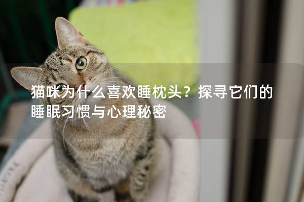 貓咪為什么喜歡睡枕頭？探尋它們的睡眠習慣與心理秘密