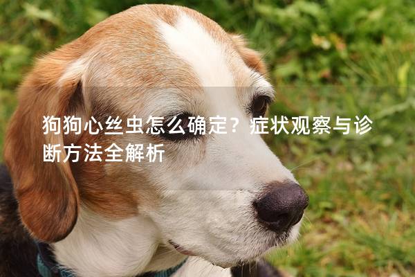 狗狗心絲蟲怎么確定？癥狀觀察與診斷方法全解析