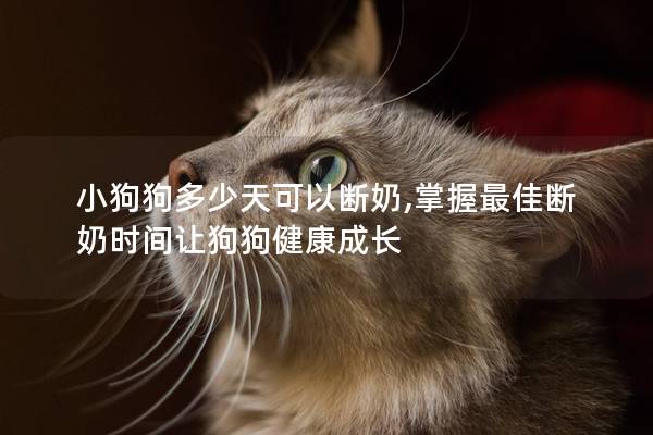 小狗狗多少天可以斷奶,掌握最佳斷奶時間讓狗狗健康成長 小狗狗多少天可以斷奶,掌握最佳斷奶時間讓狗狗健康成長