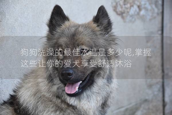 狗狗洗澡的最佳水溫是多少呢,掌握這些讓你的愛犬享受舒適沐浴