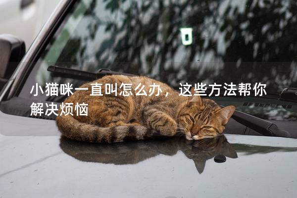 小貓咪一直叫怎么辦，這些方法幫你解決煩惱