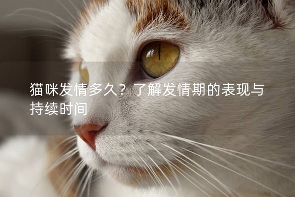 貓咪發情多久？了解發情期的表現與持續時間