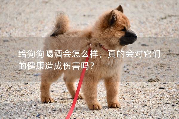 給狗狗喝酒會怎么樣，真的會對它們的健康造成傷害嗎？