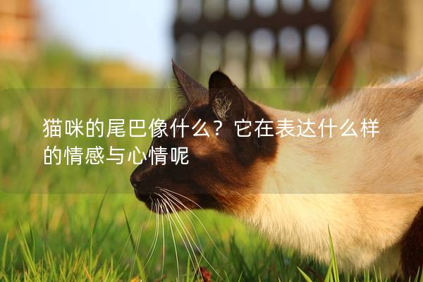 貓咪的尾巴像什么？它在表達什么樣的情感與心情呢