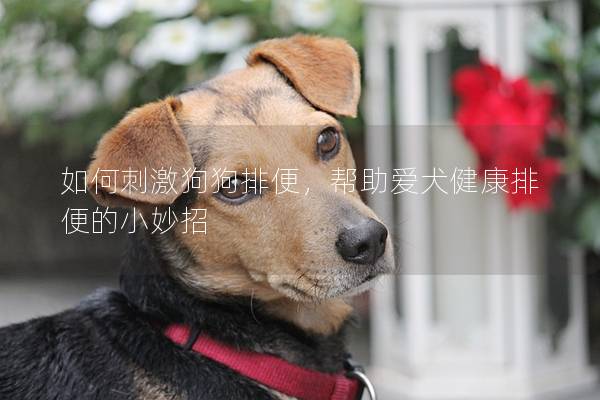 如何刺激狗狗排便，幫助愛犬健康排便的小妙招