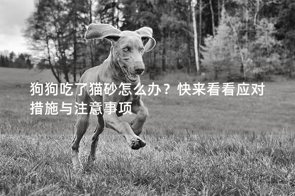狗狗吃了貓砂怎么辦？快來看看應對措施與注意事項