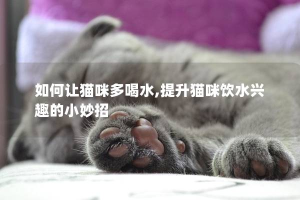 如何讓貓咪多喝水,提升貓咪飲水興趣的小妙招