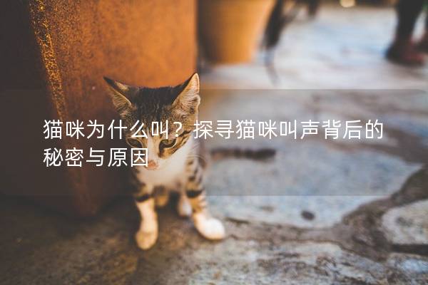 貓咪為什么叫？探尋貓咪叫聲背后的秘密與原因