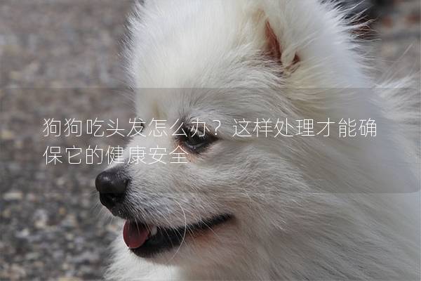 狗狗吃頭發(fā)怎么辦？這樣處理才能確保它的健康安全