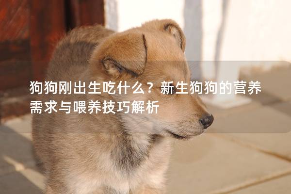 狗狗剛出生吃什么？新生狗狗的營養需求與喂養技巧解析