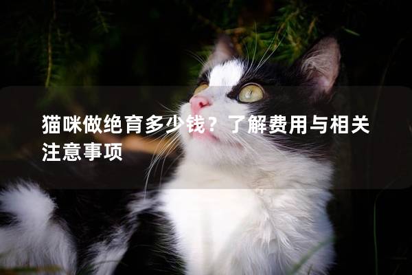 貓咪做絕育多少錢？了解費用與相關注意事項