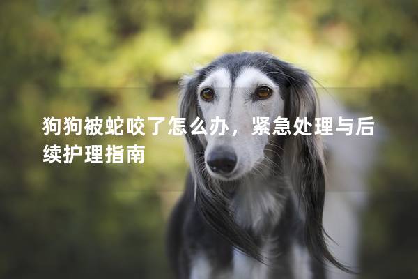 狗狗被蛇咬了怎么辦，緊急處理與后續(xù)護理指南