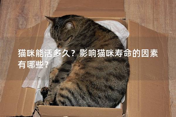 貓咪能活多久？影響貓咪壽命的因素有哪些？