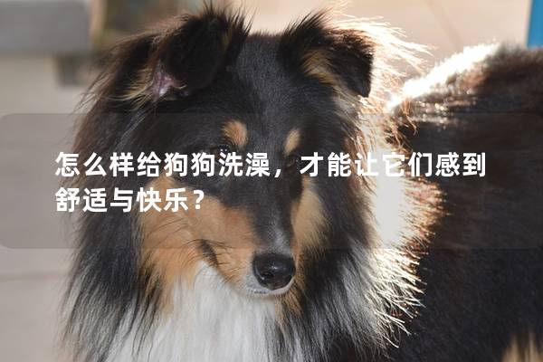 怎么樣給狗狗洗澡，才能讓它們感到舒適與快樂？