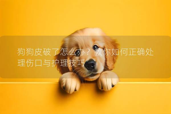 狗狗皮破了怎么辦？教你如何正確處理傷口與護(hù)理技巧