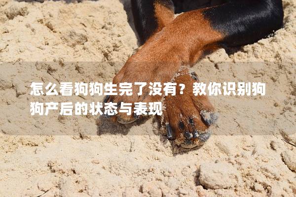 怎么看狗狗生完了沒有？教你識別狗狗產后的狀態與表現