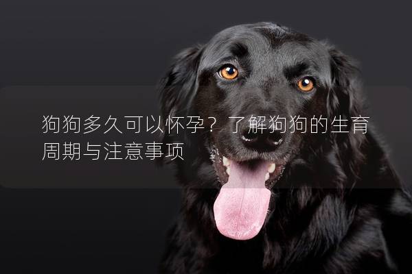 狗狗多久可以懷孕？了解狗狗的生育周期與注意事項