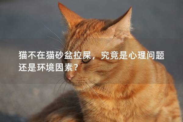 貓不在貓砂盆拉屎，究竟是心理問題還是環境因素？