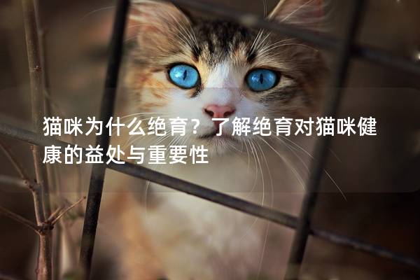 貓咪為什么絕育？了解絕育對貓咪健康的益處與重要性
