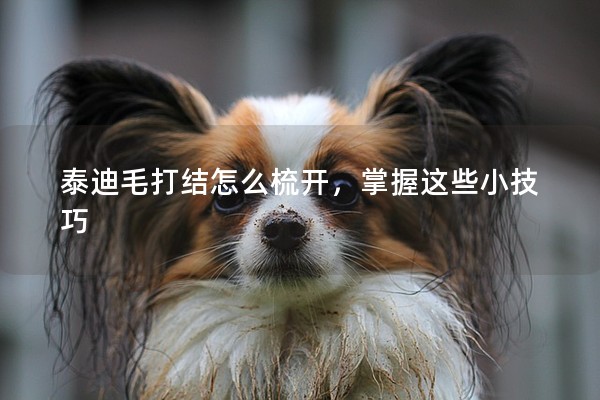 泰迪毛打結怎么梳開，掌握這些小技巧