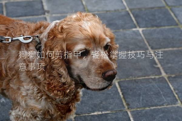 狗狗如何剪指甲，輕松掌握技巧與注意事項