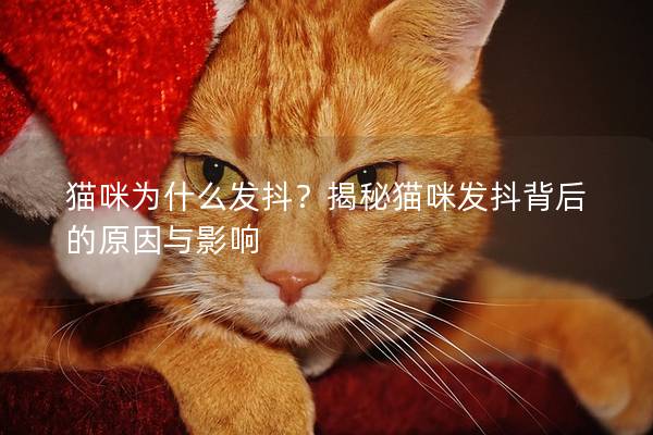 貓咪為什么發抖？揭秘貓咪發抖背后的原因與影響