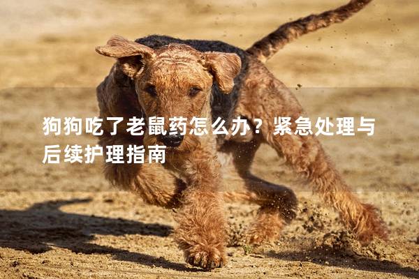 狗狗吃了老鼠藥怎么辦？緊急處理與后續(xù)護理指南