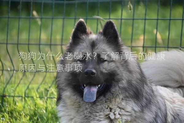 狗狗為什么老喝水？了解背后的健康原因與注意事項(xiàng)