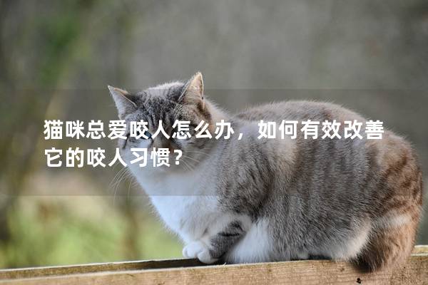 貓咪總愛咬人怎么辦，如何有效改善它的咬人習慣？