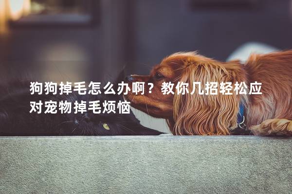 狗狗掉毛怎么辦啊？教你幾招輕松應對寵物掉毛煩惱