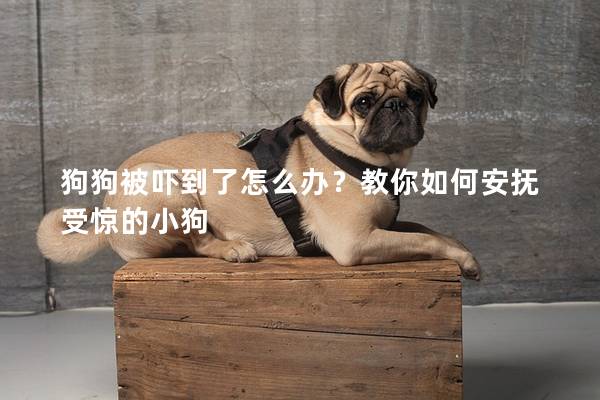 狗狗被嚇到了怎么辦？教你如何安撫受驚的小狗
