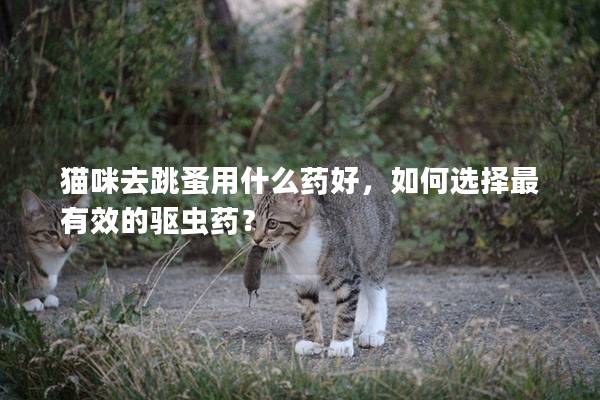 貓咪去跳蚤用什么藥好，如何選擇最有效的驅(qū)蟲藥？