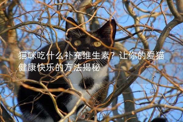 貓咪吃什么補充維生素？讓你的愛貓健康快樂的方法揭秘