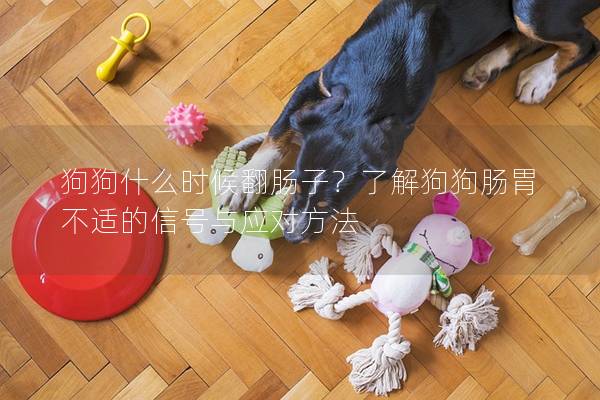 狗狗什么時候翻腸子？了解狗狗腸胃不適的信號與應對方法