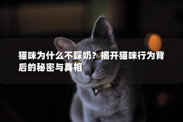 貓咪為什么不踩奶？揭開貓咪行為背后的秘密與真相