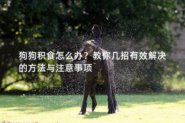狗狗積食怎么辦？教你幾招有效解決的方法與注意事項