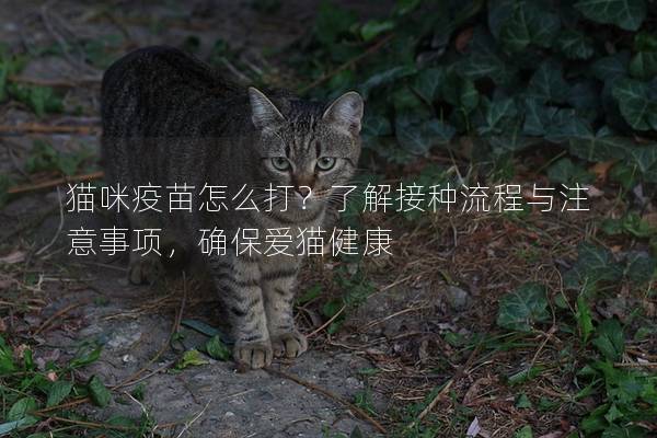 貓咪疫苗怎么打？了解接種流程與注意事項(xiàng)，確保愛貓健康