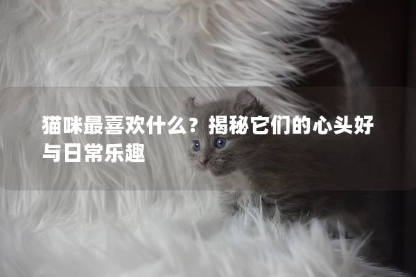 貓咪最喜歡什么？揭秘它們的心頭好與日常樂趣