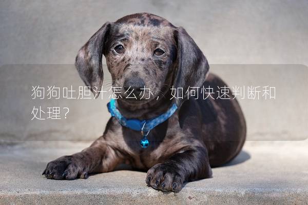 狗狗吐膽汁怎么辦，如何快速判斷和處理？